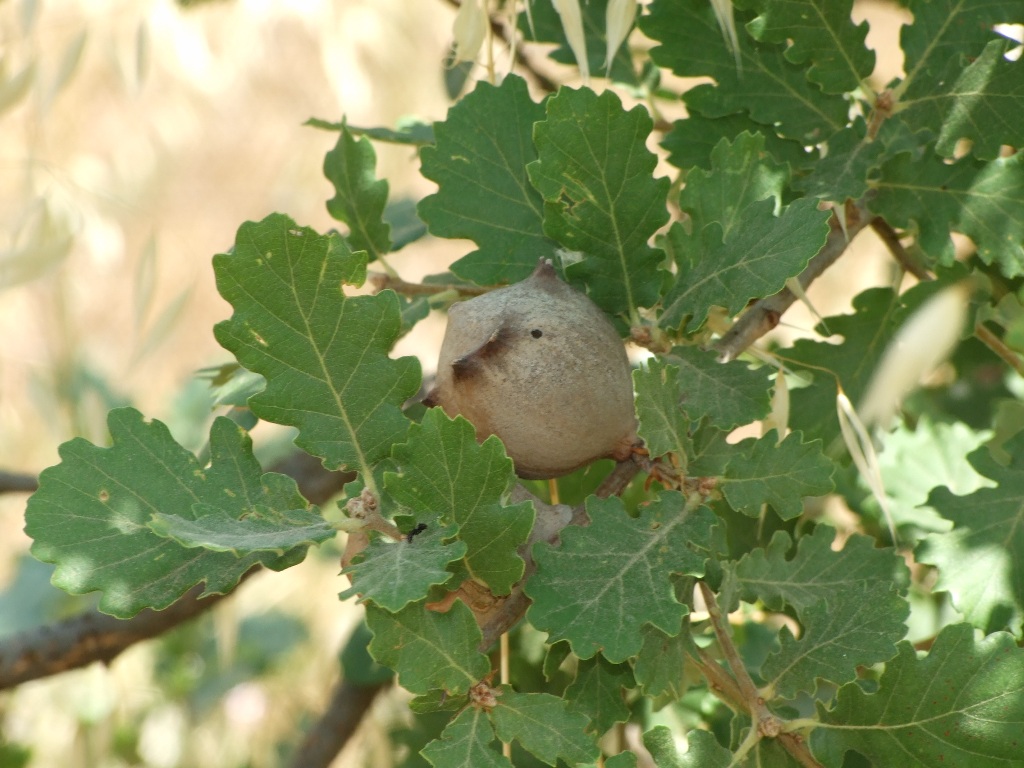 identificare: galla di Andricus quercustozae